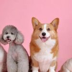 هرمونات السعادة تفسر طاعة الكلاب للإنسان هرمونات السعادة تفسر طاعة الكلاب للإنسان