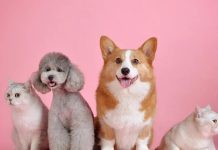 هرمونات السعادة تفسر طاعة الكلاب للإنسان هرمونات السعادة تفسر طاعة الكلاب للإنسان