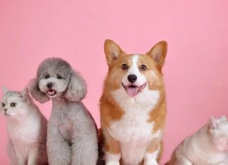 هرمونات السعادة تفسر طاعة الكلاب للإنسان هرمونات السعادة تفسر طاعة الكلاب للإنسان