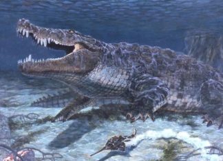 إعادة بناء هيكل تمساح قاتل الديناصورات بالحجم الطبيعي إعادة بناء هيكل تمساح قاتل الديناصورات بالحجم الطبيعي