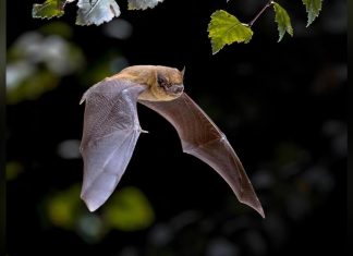 سر نظام الملاحة المتطور لدى الخفافيش يشرحه العلماء سر نظام الملاحة المتطور لدى الخفافيش يشرحه العلماء