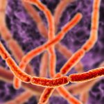 العلماء يكشفون أسرار بكتيريا يمكن أن تُرى بالعين المجردة العلماء يكشفون أسرار بكتيريا يمكن أن تُرى بالعين المجردة