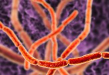 العلماء يكشفون أسرار بكتيريا يمكن أن تُرى بالعين المجردة العلماء يكشفون أسرار بكتيريا يمكن أن تُرى بالعين المجردة