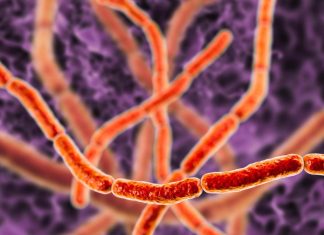 العلماء يكشفون أسرار بكتيريا يمكن أن تُرى بالعين المجردة العلماء يكشفون أسرار بكتيريا يمكن أن تُرى بالعين المجردة