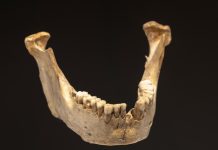 الأسنان القديمة تكشف أسرار التاريخ حسب العلماء الأسنان القديمة تكشف أسرار التاريخ حسب العلماء