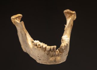 الأسنان القديمة تكشف أسرار التاريخ حسب العلماء الأسنان القديمة تكشف أسرار التاريخ حسب العلماء