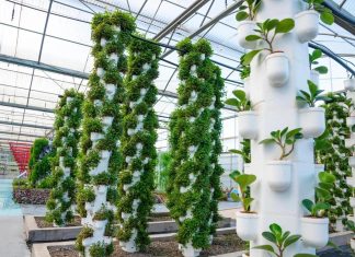 اكتشاف الآلية العجيبة لنباتات “تهزم” موتها الوراثي اكتشاف الآلية العجيبة لنباتات "تهزم" موتها الوراثي