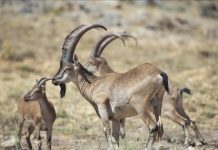 كنوز المتوسط مشاهد نادرة للحياة البرية في أنطاليا كنوز المتوسط مشاهد نادرة للحياة البرية في أنطاليا