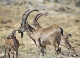 كنوز المتوسط مشاهد نادرة للحياة البرية في أنطاليا كنوز المتوسط مشاهد نادرة للحياة البرية في أنطاليا