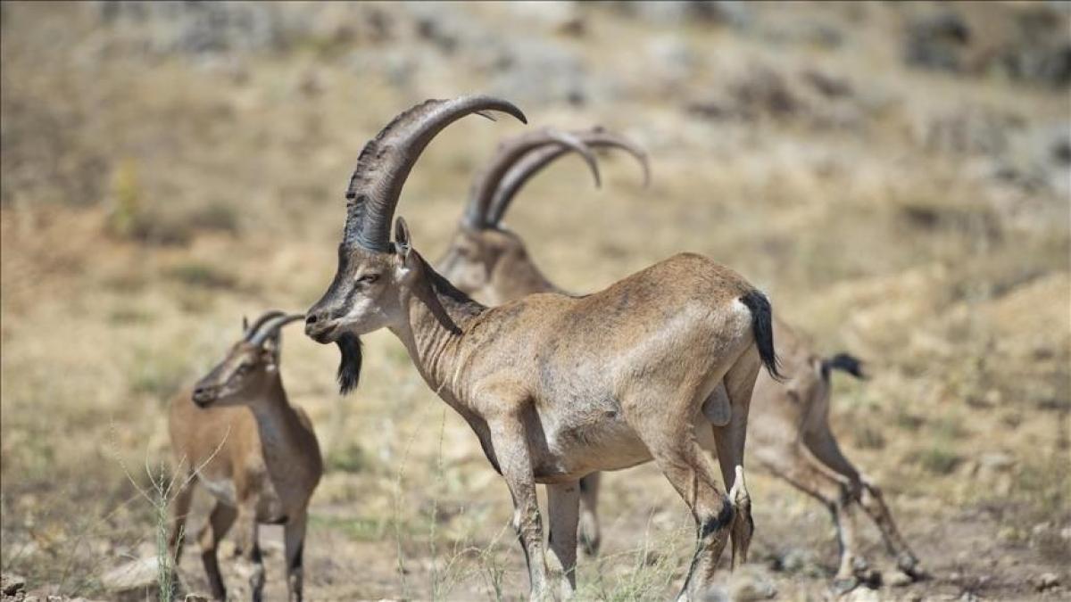 كنوز المتوسط مشاهد نادرة للحياة البرية في أنطاليا كنوز المتوسط مشاهد نادرة للحياة البرية في أنطاليا