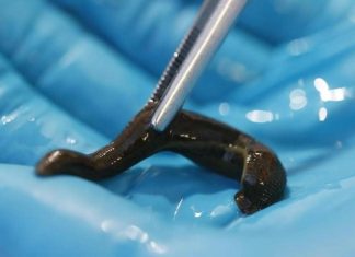 20 دولارا للواحدة.. ما سبب تهريب “دودة العلق” إلى تركيا؟ 20 دولارا للواحدة.. ما سبب تهريب "دودة العلق" إلى تركيا؟