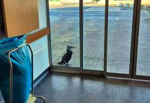 غراب بحر مصاب يطرق باب الطوارئ طلبا للنجدة غراب بحر مصاب يطرق باب الطوارئ طلبا للنجدة