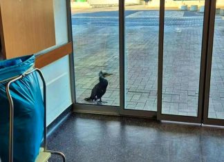 غراب بحر مصاب يطرق باب الطوارئ طلبا للنجدة غراب بحر مصاب يطرق باب الطوارئ طلبا للنجدة