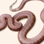 “الثعبان المتناقض”.. مفاجأة من أعماق التاريخ في درج متحف "الثعبان المتناقض".. مفاجأة من أعماق التاريخ في درج متحف