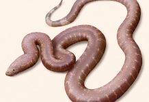 “الثعبان المتناقض”.. مفاجأة من أعماق التاريخ في درج متحف "الثعبان المتناقض".. مفاجأة من أعماق التاريخ في درج متحف