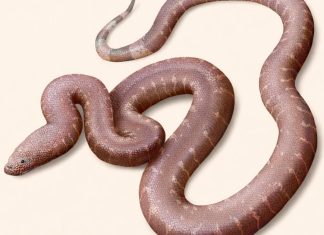 “الثعبان المتناقض”.. مفاجأة من أعماق التاريخ في درج متحف "الثعبان المتناقض".. مفاجأة من أعماق التاريخ في درج متحف