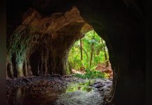 علماء يكتشفون نافذة نادرة على شكل الحياة قبل مليون سنة علماء يكتشفون نافذة نادرة على شكل الحياة قبل مليون سنة