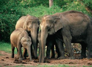 فيلة تقتحم قرية شرق الهند وتقتل 6 أشخاص فيلة تقتحم قرية شرق الهند وتقتل 6 أشخاص