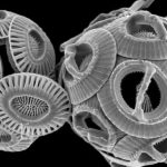 كائنات دقيقة تكشف عن “تغير كبير” في مياه البحر المتوسط كائنات دقيقة تكشف عن "تغير كبير" في مياه البحر المتوسط