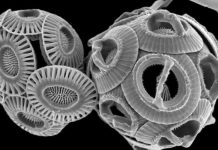 كائنات دقيقة تكشف عن “تغير كبير” في مياه البحر المتوسط كائنات دقيقة تكشف عن "تغير كبير" في مياه البحر المتوسط