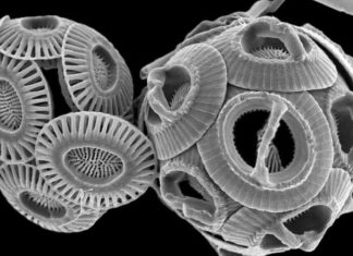 كائنات دقيقة تكشف عن “تغير كبير” في مياه البحر المتوسط كائنات دقيقة تكشف عن "تغير كبير" في مياه البحر المتوسط