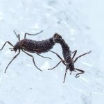 حشرة جليدية تكشف أزمة البلاستيك في الكوكب حشرة جليدية تكشف أزمة البلاستيك في الكوكب