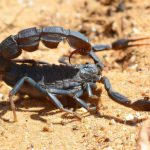 وسط المغرب.. إحدى أشد بؤر العقارب السامة عالميا وسط المغرب.. إحدى أشد بؤر العقارب السامة عالميا