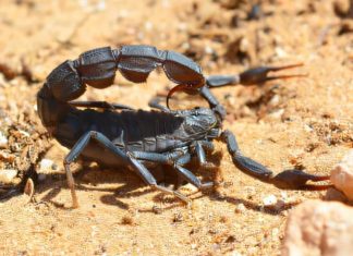 وسط المغرب.. إحدى أشد بؤر العقارب السامة عالميا وسط المغرب.. إحدى أشد بؤر العقارب السامة عالميا