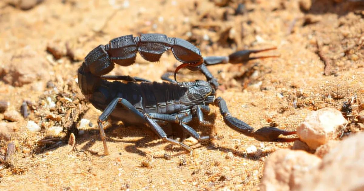 وسط المغرب.. إحدى أشد بؤر العقارب السامة عالميا وسط المغرب.. إحدى أشد بؤر العقارب السامة عالميا