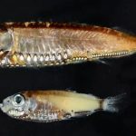 نظام بصري “غير متوقع”.. كيف ترى أسماك الأعماق في الظلام؟ نظام بصري "غير متوقع".. كيف ترى أسماك الأعماق في الظلام؟