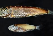 نظام بصري “غير متوقع”.. كيف ترى أسماك الأعماق في الظلام؟ نظام بصري "غير متوقع".. كيف ترى أسماك الأعماق في الظلام؟