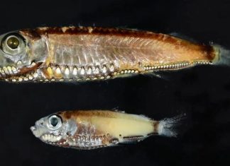 نظام بصري “غير متوقع”.. كيف ترى أسماك الأعماق في الظلام؟ نظام بصري "غير متوقع".. كيف ترى أسماك الأعماق في الظلام؟