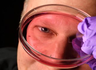 “سر رؤية البشر الحادة.. اكتشاف ثوري يعيد كتابة قصة العين "سر رؤية البشر الحادة.. اكتشاف ثوري يعيد كتابة قصة العين