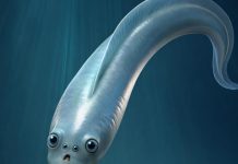 بأربع عيون.. مخلوق معكروني الشكل يذهل العلماء بأربع عيون.. مخلوق معكروني الشكل يذهل العلماء