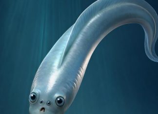 بأربع عيون.. مخلوق معكروني الشكل يذهل العلماء بأربع عيون.. مخلوق معكروني الشكل يذهل العلماء