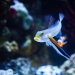 سمكة صغيرة تنجح في اختبار المرآة وتربك العلماء سمكة صغيرة تنجح في اختبار المرآة وتربك العلماء