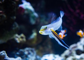 سمكة صغيرة تنجح في اختبار المرآة وتربك العلماء سمكة صغيرة تنجح في اختبار المرآة وتربك العلماء