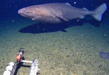 قرش نعاس نادر يسبح في أعماق أنتاركتيكا قرش نعاس نادر يسبح في أعماق أنتاركتيكا