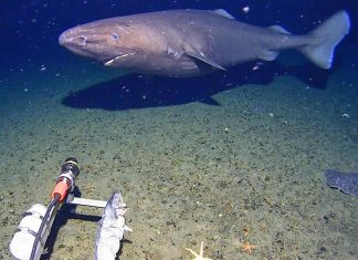 قرش نعاس نادر يسبح في أعماق أنتاركتيكا قرش نعاس نادر يسبح في أعماق أنتاركتيكا