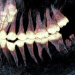 في سيبيريا.. اكتشاف أطراف اصطناعية استخدمت قبل 2500 عام في سيبيريا.. اكتشاف أطراف اصطناعية استخدمت قبل 2500 عام