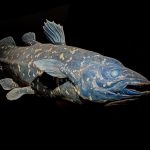 “أنواع لازاروس”.. عندما يخطئ العلماء في إعلان الانقراض "أنواع لازاروس".. عندما يخطئ العلماء في إعلان الانقراض