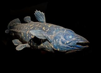 “أنواع لازاروس”.. عندما يخطئ العلماء في إعلان الانقراض "أنواع لازاروس".. عندما يخطئ العلماء في إعلان الانقراض