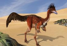 كيف يعرف العلماء شكل الديناصورات القديمة من العظام فقط؟ كيف يعرف العلماء شكل الديناصورات القديمة من العظام فقط؟