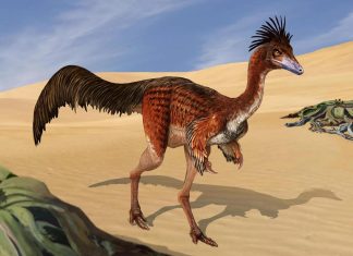 كيف يعرف العلماء شكل الديناصورات القديمة من العظام فقط؟ كيف يعرف العلماء شكل الديناصورات القديمة من العظام فقط؟