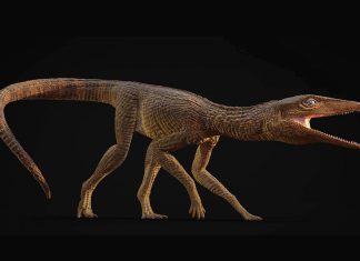 تمساح غالاهاد عاش قبل 215 مليون سنة على اليابسة تمساح غالاهاد عاش قبل 215 مليون سنة على اليابسة