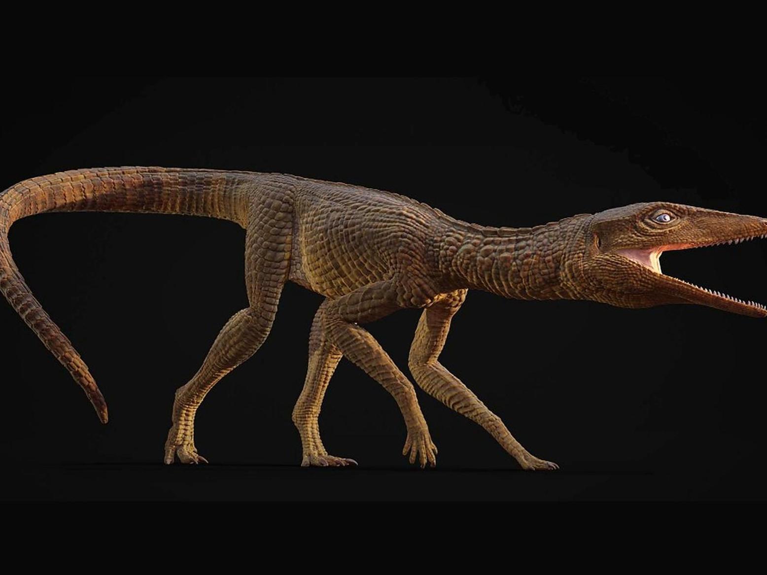 تمساح غالاهاد عاش قبل 215 مليون سنة على اليابسة تمساح غالاهاد عاش قبل 215 مليون سنة على اليابسة