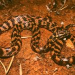 ثعابين تأكل لحوم نوعها.. لماذا تكرر هذا السلوك 11 مرة؟ ثعابين تأكل لحوم نوعها.. لماذا تكرر هذا السلوك 11 مرة؟