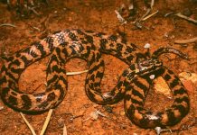 ثعابين تأكل لحوم نوعها.. لماذا تكرر هذا السلوك 11 مرة؟ ثعابين تأكل لحوم نوعها.. لماذا تكرر هذا السلوك 11 مرة؟