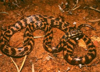 ثعابين تأكل لحوم نوعها.. لماذا تكرر هذا السلوك 11 مرة؟ ثعابين تأكل لحوم نوعها.. لماذا تكرر هذا السلوك 11 مرة؟