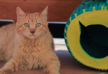 6 خرافات شائعة عن القطط… العلم يجيب أخيرا 6 خرافات شائعة عن القطط… العلم يجيب أخيرا